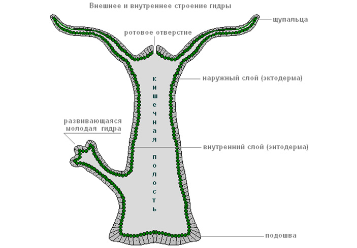 Кракен тор gigageek ru