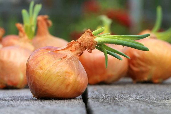 Kraken onion сайта