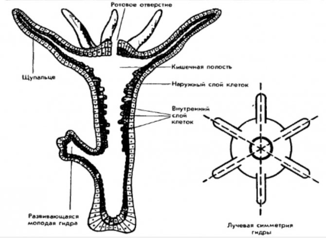 Kraken ссылки актуальные 2025 г